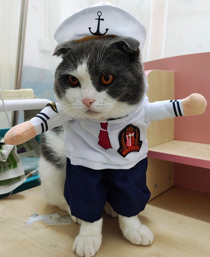 Sømand Hundetøj Kattetøj Halloween Kæledyrstøj Sød Sømand Uniform Hundekostume